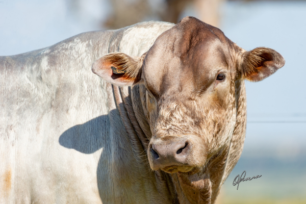 Murray Grey_TE 43 - FOTO 3.png