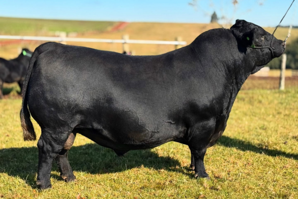 SG POTENTE - FOTO 2.png