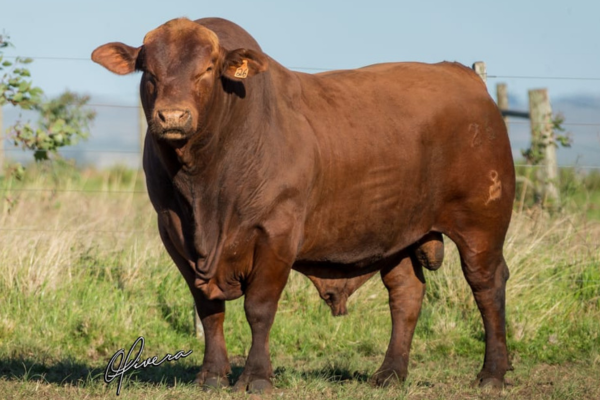 CRV GARDEL - FOTO 3.png