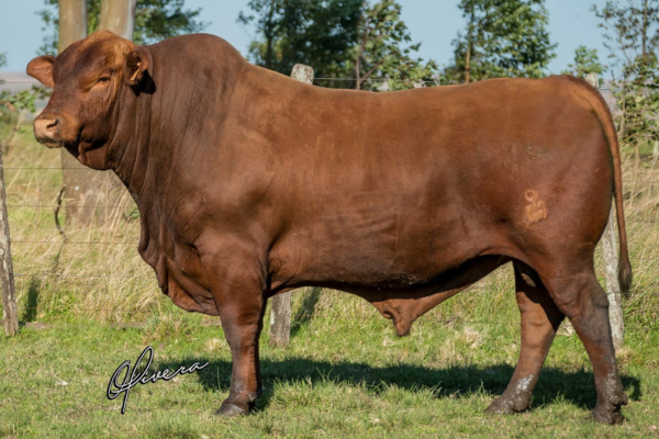 CRV GARDEL - FOTO 4.png