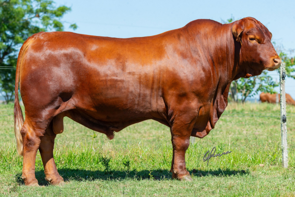 MALANDRO J168 - FOTO 3.png