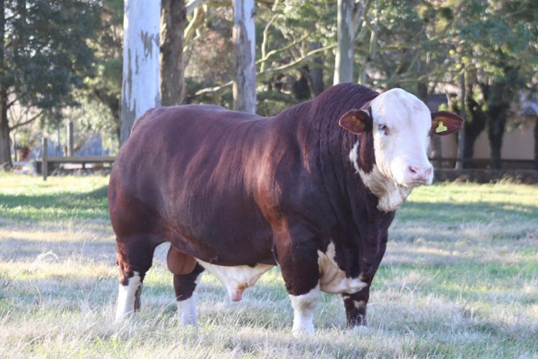 SS FIV C027 - FOTO 2.png