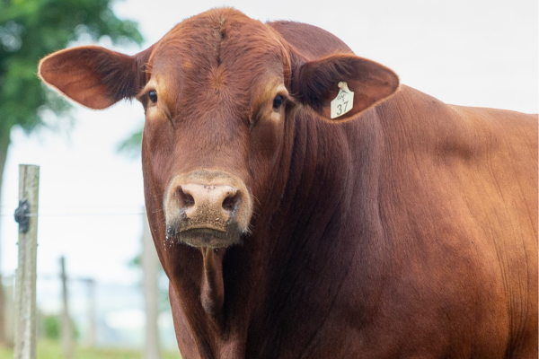 ABS RUBRO - FOTO 4.png