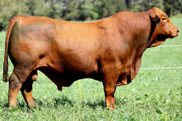 SG COMANCHE - FOTO 2.png