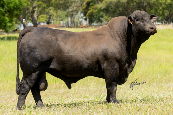 GRO_4515 - TE256 SEMBRADOR_Brangus - La Estancia - Foto Gabriel Olivera 2026_site.JPG