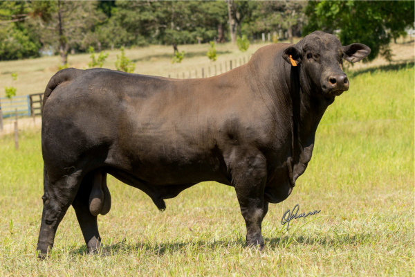 TE256 SEMBRADOR_Brangus - La Estancia - Foto Gabriel Olivera_2026_4454 site .JPG