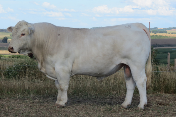 SG ORO BRANCO - FOTO 1.png