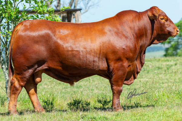 MALANDRO J168 - FOTO 1.png