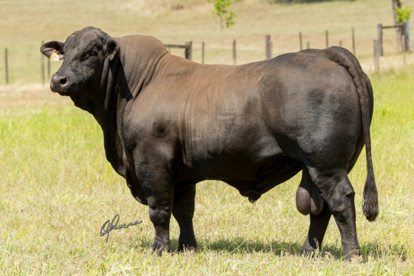 TE256 SEMBRADOR_Brangus - La Estancia - Foto Gabriel Olivera 2026_site.JPG