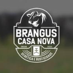 BRANGUS CASA NOVA