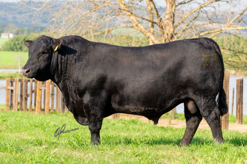 ABS adquire campeão Angus de genética nacional por R$ 96 mil