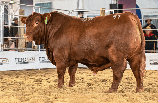 Touros participantes da Fenagen atraem olhares de centrais de inseminação do país