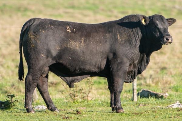 SOSSEGO FIVW31